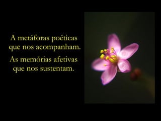 As memórias afetivas que nos sustentam. A metáforas poéticas  que nos acompanham. 