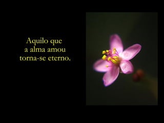 Aquilo que  a alma amou torna-se eterno. 
