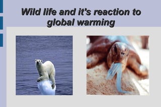 Wild life and it's reaction to global warming 