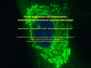 Tumor suppression and inflammation: Controlling the senescence secretory phenotype Adam Freund1,2,3 , Christopher K. Patil2,3, Shruti Waghray1, Judith Campisi2,3 1. Department of Molecular and Cell Biology, University of California, Berkeley, CA 2. Buck Institute for Age Research, Novato CA 3. Lawrence Berkeley National Laboratory, Berkeley CA 