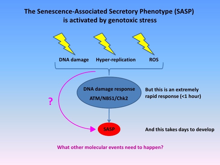 tumor suppression and inflammation