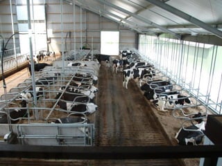 GHG mitigation efforts on dairy farms in the Netherlands (NL): From objectives to best practices and implementation