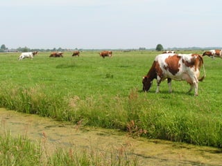 GHG mitigation efforts on dairy farms in the Netherlands (NL): From objectives to best practices and implementation