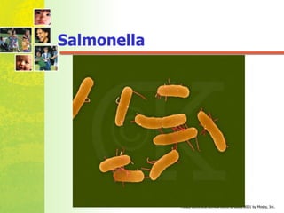 Salmonella   