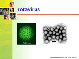 rotavirus 