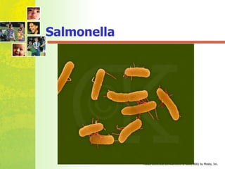 Salmonella   