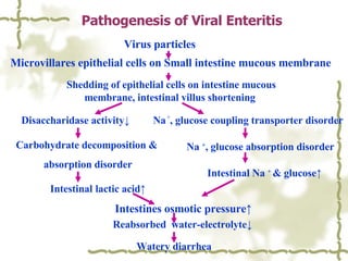 Carbohydrate decomposition &  absorption disorder Shedding of epithelial cells on intestine mucous membrane, intestinal villus shortening   Intestinal   lactic acid ↑ Intestinal Na  +  & glucose ↑ Disaccharidase activity ↓ Watery diarrhea Na  + , glucose coupling transporter disorder Na  + , glucose absorption disorder Reabsorbed  water-electrolyte ↓ Pathogenesis of Viral Enteritis   Virus particles Microvillares epithelial cells on Small intestine mucous membrane  Intestines osmotic pressure↑  