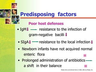 Poor host defenses IgM  resistance to the infection of  gram-negative  bacilli SIgA  resistance to the local infection Newborn infants have not acquired normal enteric  flora Prolonged administration of antibiotics a shift  in their balance Predisposing  factors  