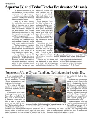 ShellfiSh
    Squaxin Island Tribe Tracks Freshwater Mussels
                   The Squaxin Island Tribe is con-          species are present. The
                ducting a census of freshwater mus-          tribe eventually will ex-
                sels in deep South Puget Sound.              pand the survey to include
                   The mussels are an anonymous but          other small streams in the
                important contributor to the health          tribe’s treaty-reserved fish-
                of dozens of small streams.                  ing area.
                   “While they’re usually mistaken              Little Skookum Creek
                for small rocks, freshwater mussels          has been the focus of re-
                play an interesting role in streams          cent salmon habitat resto-
                like the ones we have around here,”          ration efforts by the tribe.
                said Scott Steltzner, biologist with         More than a dozen engi-
                the Squaxin Island Tribe. “Mussels           neered logjams have been
                help maintain water quality by filter-       placed in the creek to im-
                ing water, increasing oxygen levels          prove salmon habitat. The
                and distributing sediment.”                  tribe also is replanting a
                   Also, since freshwater mussels can        streamside forest and add-
                live a long time – sometimes more            ing gravel to aid salmon
                than a century – researchers can use         spawning.
                their tissue to track pollution levels.         “Conditions are likely
                   “Whether mussels are even pres-           better now for freshwater
                ent can tell us if conditions like           mussels in Little Skoo-
                temperature and sedimentation are            kum than they were just
                favorable for other species such as          five years ago,” Steltzner
                trout and salmon,” Steltzner said.           said. “We hope to see a
                                                                                                                                                 E. O’Connell
                   The tribe began the census this           good population of mus-
                                                                                            Rana Brown, shellfish technician for the Squaxin Island Tribe,
                summer by studying the mussel                sels around our restoration measures a freshwater mussel on Little Skookum Creek.
                population in Little Skookum Creek.          projects.”
                Biologists from the tribe’s shellfish           “There is very little known about know they play a very important role
                and salmon departments worked to-            the populations of these shellfish in stream health and supporting oth-
                gether to count individual mussels           down here,” said Eric Sparkman, er species, but we don’t know much
                and determine what and how many              shellish biologist for the tribe. “We more than that.” – E. O’ Connell




    Jamestown Using Oyster Tumbling Techniques in Sequim Bay
       Oysters are taking a tumble in                                                                                and harden their shells as they
    the tides of Sequim Bay in a bid                                                                                 mature.
    by the Jamestown S’Klallam                                                                                          The tumble bag system helps
    Tribe to produce a higher qual-                                                                                  the Pacific oysters focus growth
    ity product for consumers.                                                                                       energy to the cup, rather than the
       “We’re using the tide to ma-                                                                                  bill; the latter is typical in the re-
    nipulate the oysters,” said Chris                                                                                gion. The deeper cup shell gives
    Whitehead, the tribe’s shellfish                                                                                 the Pacific oysters the look of
    biologist.                                                                                                       the Kumamoto oysters, which
       Oyster tumbling involves put-                                                                                 are highly valued by consumers
    ting young oysters into a mesh                                                                                   worldwide. The growing meth-
    bag. A buoy is attached to the                                                                                   od has been used successfully at
    bag, which is then secured to                                                                                    other shellfish growing opera-
    a horizontal stainless steel rod                                                                                 tions throughout the region.
    held in place by rebar stakes                                                                                       “This is a pilot study for us this
                                                                                                            T. Royal
    driven into the muck at low                                                                                       year, but if we have a successful
                                         Jamestown S’Klallam shellfish biologist Chris Whitehead attaches a bag of
    tide. The bags pivot on the rod oyster seed to a tumble bag system in Sequim Bay.                                 harvest this fall, we may scale it
    and float as the tide rolls in, and                                                                               up next year,” Whitehead said.
    sink back to the bottom as the tide recedes. The ebb and flow of Oyster farming has come a long way, from long-lining mother
    the tides agitates the oysters or “tumbles” them. The action mimics shells, to suspending bags in several feet above the substrate, to
    nature, encouraging the oysters to break off new growth at the bill, the tumble bag system, he added. – T. Royal



 