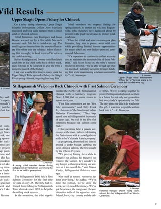 Wild Results
                  Upper Skagit Opens Fishery for Chinook
                     On a rainy spring afternoon, Upper Skagit              Tribal members had stopped fishing for
                  fisheries enforcement Officer Jerry Marsicek           spring chinook to protect the wild run. Region-
                  measured and took scale samples from a small           wide, tribal fisheries have decreased about 80
                  catch of chinook salmon.                               percent in the past two decades to protect weak
                     Tribal fishermen Len Rodriguez and Jason            wild runs.
                  Boome warmed up by a fire while Marsicek                  When the tribal and state co-managers plan
                  scanned each fish for a coded-wire tag. The            fisheries, they aim to protect weak wild runs
                  small tags are inserted into the snouts of hatch-      while providing limited harvest opportunities
                  ery fish before they are released. When a hatch-       for treaty tribal and non-Indian sport and com-
                  ery fish is caught, its head is cut off to retrieve    mercial fishermen.
                  the coded-wire tag.                                       “It’s important to continue to collect accurate
                     Before Rodriguez and Boome could load their         data to maintain the sustainability of these fish-
                  catch into an ice chest in the back of their truck,    eries,” said Scott Schuyler, the tribe’s natural
                  each fish had to be sampled to give the tribe a        resources director. “We’re able to back up what
                  complete record of the fishery.                        we intended – a fishery designed to target hatch-
                     Last year was the first time in many years the      ery fish while maintaining wild run sustainabil-
                  Upper Skagit Tribe opened a fishery for Skagit         ity.” – K. Neumeyer                                                             K. Neumeyer
                  River spring chinook, targeting hatchery fish.                                                               Upper Skagit tribal enforcement
                                                                                                                               Officer Jerry Marsicek scans a chi-
                                                                                                                               nook for a coded-wire tag.

   E. O’Connell
                  Stillaguamish Welcomes Back Chinook with First Salmon Ceremony
                                                                mented the North Fork Stillaguamish         er tribes. We’re working together to
                                                                chinook with a hatchery program.            protect Stillaguamish chinook so there
 dley said.                                                     Now, 1,000 fish or more return to           is a future for not only our generation
 ’s impor-                                                      spawn each year.                            but everybody’s opportunity to fish.
  wouldn’t                                                         “First fish ceremonies are not ‘first    The only piece we didn’t do was honor
 r, just the                                                    fish’ ceremonies,” said Billy Frank         this gift. It was time we put the culture
 e last few                                                     Jr., chairman of the Northwest Indian       back into it.” – K. Neumeyer
                                                                Fisheries Commission. “They hap-
                                                                pened here at Stillaguamish thousands
                                                                of years ago. We call it the first fish
                                                                ceremony because our salmon come
  st sum-                                                       back.”
 ove Lake                                                          Tribal members held a private cer-
 igh flows                                                      emony at the river, before celebrating
  reek, one                                                     the first salmon with a crowd gathered
  g spawn-                                                      at the tribe’s Victoria Ranch property.
  by sock-                                                         A group sang, drummed and danced
  nnels are                                                     around a cedar basket carrying the
 e project                                                      large chinook salmon, the first caught
  ep pools                                                      by the tribe in 25 years.
  mon and                                                          “We gave up fishing for a while to
    also has                                                    preserve our culture, to preserve our
 oplankton                                                      relative, the salmon. We couldn’t go
                                                  K. Neumeyer
 n in Lake        A young tribal member dances during
                                                                any longer without practicing our cul-
 ing nitro-       Stillaguamish’s First Salmon Ceremony, the    ture or it too would die,” said Shawn
 us levels.       first to be held in generations.              Yanity, Stillaguamish fisheries man-
  s a limit-                                                    ager.
 mentation           The Stillaguamish Tribe held a First          “Our staff at natural resources has
 ult sock-        Salmon Ceremony for the first time            done everything,” he added. “We’ve
   spawned        in years on July 25. The tribe had re-        done the politics, we’ve done the
 ared and         frained from fishing for Stillaguamish        work, we’ve raised the money. We’ve
                                                                                                                                           K. Neumeyer
  e’s Lake        River chinook since 1985, to help the         got the science, the manpower, the col-
                                                                                                            Fisheries manager Shawn Yanity cooks
                  dwindling stock recover.                      laboration with all the agencies: state,    salmon for the Stillaguamish First Salmon
  Preston            In the meantime, the tribe supple-         federal, local, city, county and the oth-   Ceremony.


                                                                                                                                                                       
 