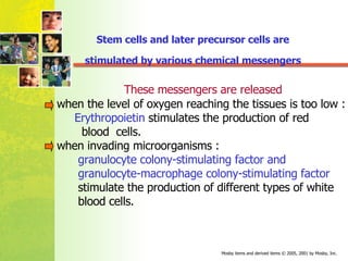 These messengers are released when the level of oxygen reaching the tissues is too low : Erythropoietin   stimulates the production of red  blood  cells.  when invading microorganisms :  granulocyte colony-stimulating factor and  granulocyte-macrophage colony-stimulating factor stimulate the production of different types of white blood cells.  Stem cells and later precursor cells are  stimulated by various chemical messengers 