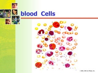 blood    Cells 