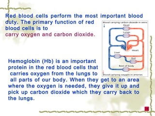 Red blood cells perform the most important blood duty. The primary function of red  blood cells is to  carry oxygen and carbon dioxide.  Hemoglobin (Hb) is an important  protein in the red blood cells that carries oxygen from the lungs to all parts of our body.  When they get to an area where the oxygen is needed, they give it up and pick up carbon dioxide which they carry back to the lungs. 