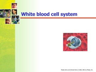 White blood cell system 