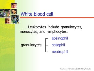 Leukocytes include  granulocytes ,  monocytes , and  lymphocytes. eosinophil granulocytes  basophil neutrophil White blood cell  