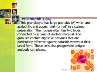 eosinophil  2-3% This granulocyte has large granules (A) which are acidophilic and appear pink (or red) in a stained preparation. The nucleus often has two lobes connected by a band of nuclear material. The granules contain digestive enzymes that are particularly effective against parasitic worms in their larval form. These cells also phagocytize antigen - antibody complexes. 