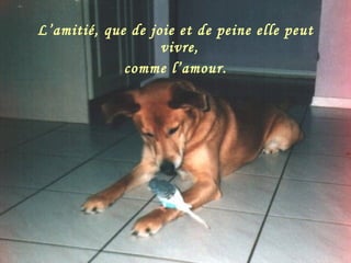 L’amitié, que de joie et de peine elle peut vivre,  comme l’amour. 