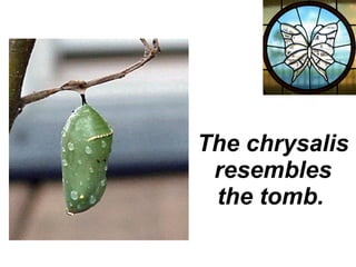 The chrysalis resembles the tomb.   