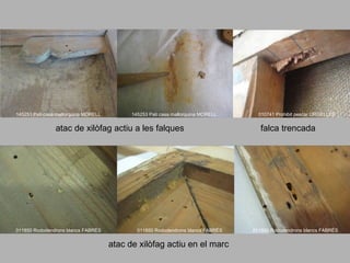 falques

145253 Pati casa mallorquina MORELL

145253 Pati casa mallorquina MORELL

atac de xilòfag actiu a les falques

011850 Rododendrons blancs FABRÉS

011850 Rododendrons blancs FABRÉS

atac de xilòfag actiu en el marc

010741 Prohibit pescar URGELLÉS

falca trencada

011850 Rododendrons blancs FABRÉS

 