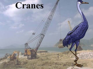 Cranes
 