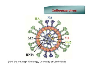Influenza virus




(Paul Digard, Dept Pathology, University of Cambridge)
 