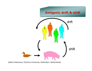 Antigenic drift & shift


                                                                 drift




                                                                  shift


(Albert Osterhaus, Erasmus University, Rotterdam, Netherlands)
 