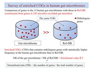 The same COG Gut microbiome Ref-DB Orthologous genes NR of the gut microbiome / NR of Ref-DB =  Enrichment value ≧ 2 Normalized ratio (NR) = the number of genes / the total number of genes Comparison of genes in the 13 human gut microbiomes with those in  Ref-DB (constructed from genes in 243 microbes excluded gut microbes) Survey of enriched COGs in human gut microbiomes >> Enriched COGs : COGs that contains orthologous genes with statistically higher frequency in the human gut microbiome than in Ref-DB. 
