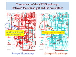 Comparison of the KEGG pathways  between the human gut and the sea surface Sea-specific pathways Gut-specific pathways Sphingolipid metabolism Arachidonic/linoleic acid metabolism 