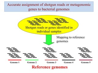 Shotgun reads or genes identified in individual samples Genome 1 Genome 2 Genome 3 Genome 4 Genome 5 Reference genomes Accurate assignment of shotgun reads or metagenomic genes to bacterial genomes Mapping to reference genomes 