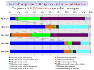 Bacterial composition at the species level in the  Bifidobacteria The genomes of  14  Bifidobacteriaum  species have been sequenced. 