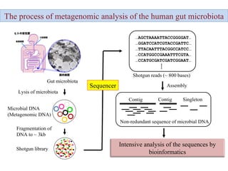 The process of metagenomic analysis of the human gut microbiota Microbial DNA (Metagenomic DNA) Shotgun library Fragmentation of DNA to ~ 3kb … GGATCCATCGTACCGATTC… … TTACAATTTACGGCCATCC… … CCATGCGATCGATCGGAAT… … CCATGGCCGAAATTTCGTA… … AGCTAAAATTACCGGGGAT… Shotgun reads (~ 800 bases) Contig Contig Singleton Assembly Non-redundant sequence of microbial DNA Gut microbiota Lysis of microbiota Sequencer Intensive analysis of the sequences by bioinformatics 