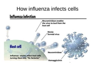 Human infections 1918 deaths 675,000 (USA) 