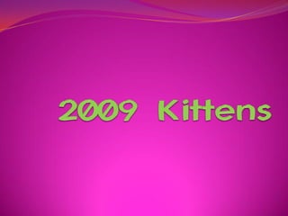 2009 kittens
