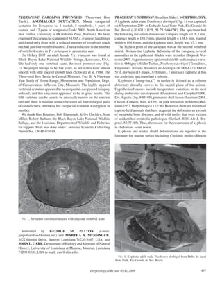 TERRAPENE CAROLINA TRIUNGUIS (Three-toed Box                              TRACHEMYS DORBIGNI (Brazilian Slider). MORPHOLOGY.
Turtle). ANOMALOUS SCUTATION. Modal carapacial                            A kyphotic adult male Trachemys dorbigni (Fig. 1) was captured
scutation for Terrapene is: 1 nuchal, 5 vertebrals, 4 pairs of            on 6 September 2004 in Delta do Jacuí State Park, Rio Grande do
costals, and 12 pairs of marginals (Dodd 2001. North American             Sul, Brazil (-30.0311111°S, 51.2519444°W). The specimen had
Box Turtles. University of Okalahoma Press, Norman). We have              the following maximum dimensions: carapace length = 178.3 mm,
examined the carapacial scutation of 3430 T. c. triunguis hatchlings      carapace width = 138.7 mm, plastral length = 158.6 mm, plastral
and found only three with a reduced number of vertebrals (each            width = 104.8 mm, and the kyphotic shell height was 85.3 mm.
one had just four vertebral scutes). Thus a reduction in the number          The highest point of the carapace was at the second vertebral
of vertebral scutes in T. c. triunguis is apparently rare.                shield. Besides the kyphotic deformity of the carapace, several
  On 18 July 2007, an adult female T. c. triunguis was found at           anomalies in the epidermal shields were recorded (Bujes & Ver-
Black Bayou Lake National Wildlife Refuge, Louisiana, USA.                rastro 2007. Supernumerary epidermal shields and carapace varia-
She had only one vertebral scute, the most posterior one (Fig.            tion in Orbigny’s Slider Turtles, Trachemys dorbigni (Testudines,
1). We judged her age to be 30+ years, as her scutes were almost          Emydidae). Revista Brasileira de Zoologia 24: 666-672.). Out of
smooth with little trace of growth lines (Schwartz et al. 1984. The       57 T. dorbigni (13 males, 37 females, 7 unsexed) captured at this
Three-toed Box Turtle in Central Missouri, Part II: A Nineteen            site, only this specimen had kyphosis.
Year Study of Home Range, Movements and Population. Dept.                    Kyphosis (“hump-back”) in turtles is deﬁned as a column
of Conservation, Jefferson City, Missouri). The highly atypical           deformity dorsally convex to the sagital plane of the animal.
vertebral scutation appeared to be congenital, as opposed to injury       Hypothesized causes include temperature variations in the nest
induced, and this specimen appeared to be in good health. The             during embryonic development (Glazebrook and Campbell 1990.
ﬁfth vertebral can be seen to be unusually narrow on the anterior         Dis. Aquatic Org. 9:83–95), premature shell fusion (Saumure 2001.
end and there is midline contact between all four enlarged pairs          Chelon. Conserv. Biol. 4:159), or yolk retraction problems (Wil-
of costal scutes; otherwise her carapacial scutation was typical in       liams 1957. Herpetologica 13:236). However, there are records of
number.                                                                   captive-held animals that have acquired the deformity as a result
  We thank Gay Brantley, Bob Eisenstadt, Kelby Ouchley, Sean              of metabolic bone diseases, and of wild turtles that were victims
Miller, Robert Barham, the Black Bayou Lake National Wildlife             of unidentiﬁed metabolic pathologies (Gerlach 2004. Afr. J. Her-
Refuge, and the Louisiana Department of Wildlife and Fisheries            petol. 53:77–85). Thus, the reason for the occurrence of kyphosis
for support. Work was done under Louisiana Scientiﬁc Collecting           in chelonians is unknown.
Permit No. LNHP-07-019.                                                      Kyphosis and related shield deformations are reported in the
                                                                          literature for marine turtles including Chelonia mydas (Rhodin




  FIG. 1. Terrapene carolina triunguis with only one vertebral scute.


  Submitted by GEORGE M. PATTON (e-mail:
gmpatton@suddenlink.net) and MARTHA A. MESSINGER,
2022 Gemini Drive, Bastrop, Louisiana 71220-3467, USA; and
JOHN L. CARR, Department of Biology and Museum of Natural
History, University of Louisiana at Monroe, Monroe, Louisiana
71209-0520, USA (e-mail: carr@ulm.edu).
                                                                            FIG. 1. Kyphotic adult male Trachemys dorbigni from Delta do Jacuí
                                                                          State Park, Rio Grande do Sul, Brazil.


                                                        Herpetological Review 40(4), 2009                                                 437
 