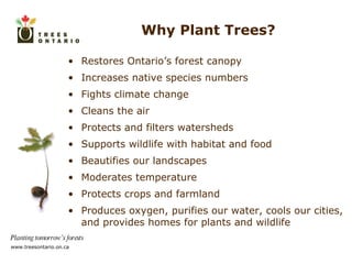 Why Plant Trees? Restores Ontario’s forest canopy Increases native species numbers Fights climate change Cleans the air Protects and filters watersheds Supports wildlife with habitat and food Beautifies our landscapes Moderates temperature Protects crops and farmland Produces oxygen, purifies our water, cools our cities, and provides homes for plants and wildlife 