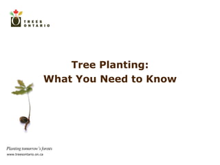 Tree Planting: What You Need to Know 