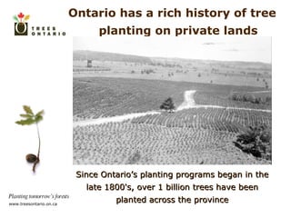 Ontario has a rich history of tree planting on private lands Since Ontario’s planting programs began in the late 1800's, over 1 billion trees have been planted across the province 