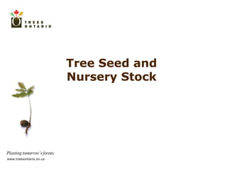 Tree Seed and  Nursery Stock  