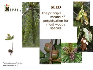 SEED The principle  means of perpetuation for most woody species 