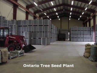 Ontario Tree Seed Plant 