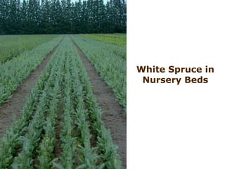 White Spruce in Nursery Beds 