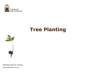 Tree Planting 