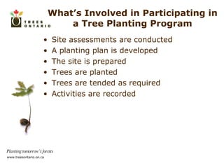 What’s Involved in Participating in a Tree Planting Program Site assessments are conducted A planting plan is developed The site is prepared Trees are planted Trees are tended as required Activities are recorded 