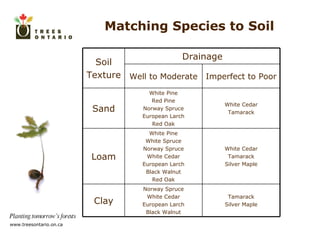 Matching Species to Soil Soil Texture Drainage Well to Moderate Imperfect to Poor Sand White Pine Red Pine Norway Spruce European Larch Red Oak White Cedar Tamarack Loam White Pine White Spruce Norway Spruce White Cedar European Larch Black Walnut Red Oak White Cedar Tamarack Silver Maple Clay Norway Spruce White Cedar European Larch Black Walnut Tamarack Silver Maple 