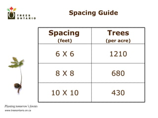 Spacing Guide Spacing   (feet) Trees (per acre) 6 X 6 1210 8 X 8 680 10 X 10 430 