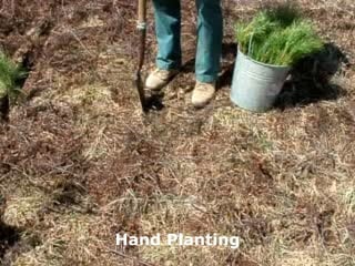 Hand Planting 
