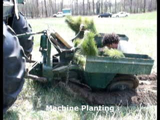 Machine Planting 