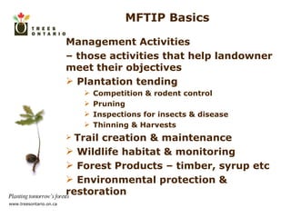 MFTIP Basics Management Activities  –  those activities that help landowner meet their objectives Plantation tending Competition & rodent control Pruning Inspections for insects & disease Thinning & Harvests Trail creation & maintenance Wildlife habitat & monitoring Forest Products – timber, syrup etc Environmental protection & restoration 