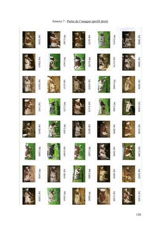 Annexe 7 : Partie de l’imagier (profil droit)




                                                120
 