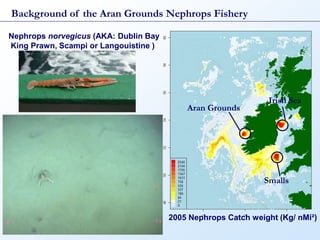 Background of the Aran Grounds Nephrops Fishery

Nephrops norvegicus (AKA: Dublin Bay
King Prawn, Scampi or Langouistine )




                                                               Irish Sea
                                           Aran Grounds




                                                              Smalls



                                       2005 Nephrops Catch weight (Kg/ nMi²)
 